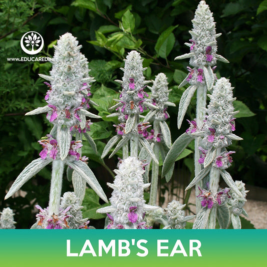 Lamb's Ear Seeds, Stachys Byzantina