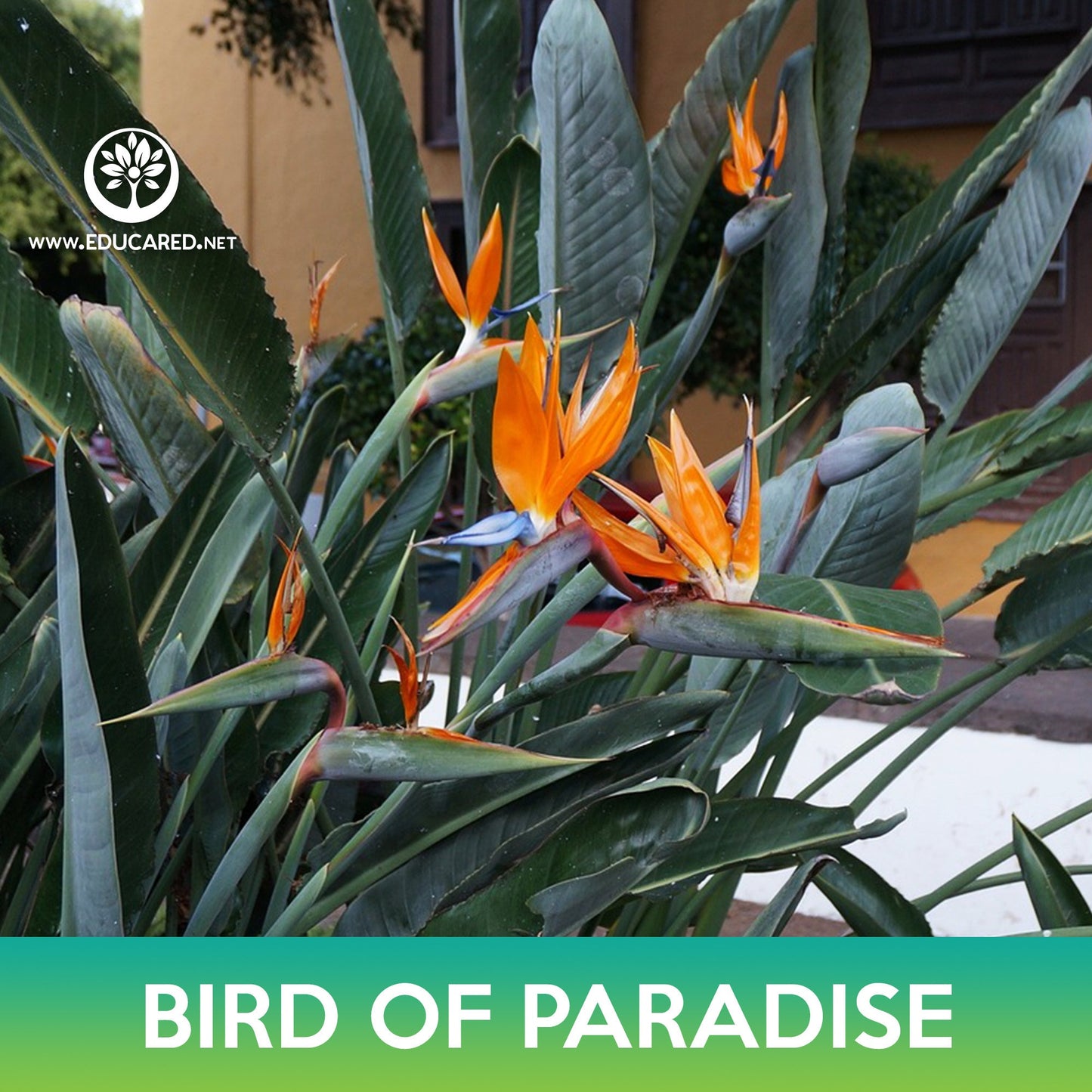 Bird of Paradise Seeds, Strelitzia reginae