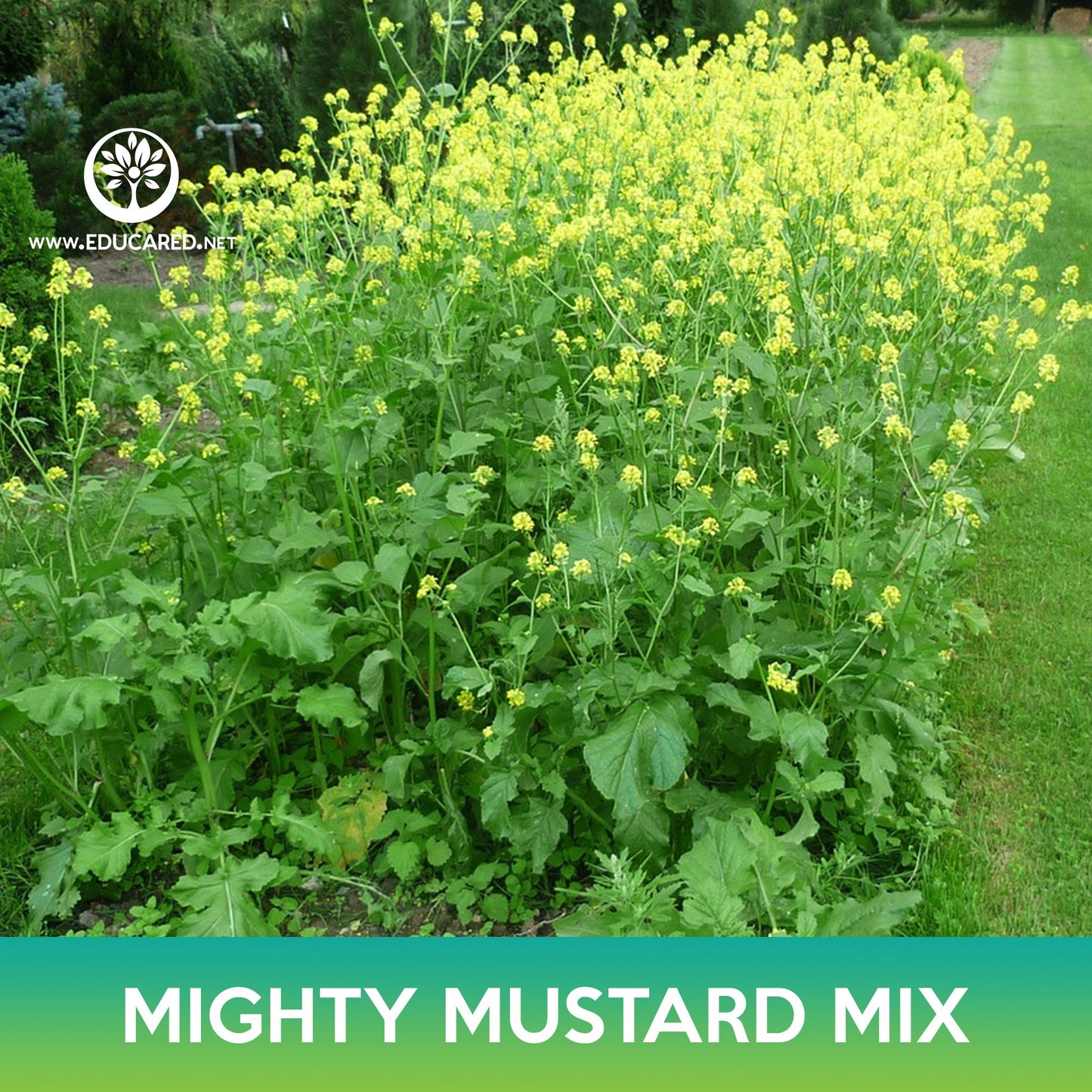 Mighty Mustard Mix Seeds, Mighty Mustard Trifecta Power Blend Cover Crop