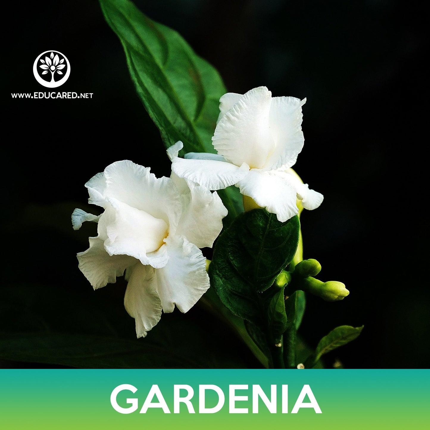 Gardenia Flower Seeds, Cape Jasmine, Gardenia jasminoides