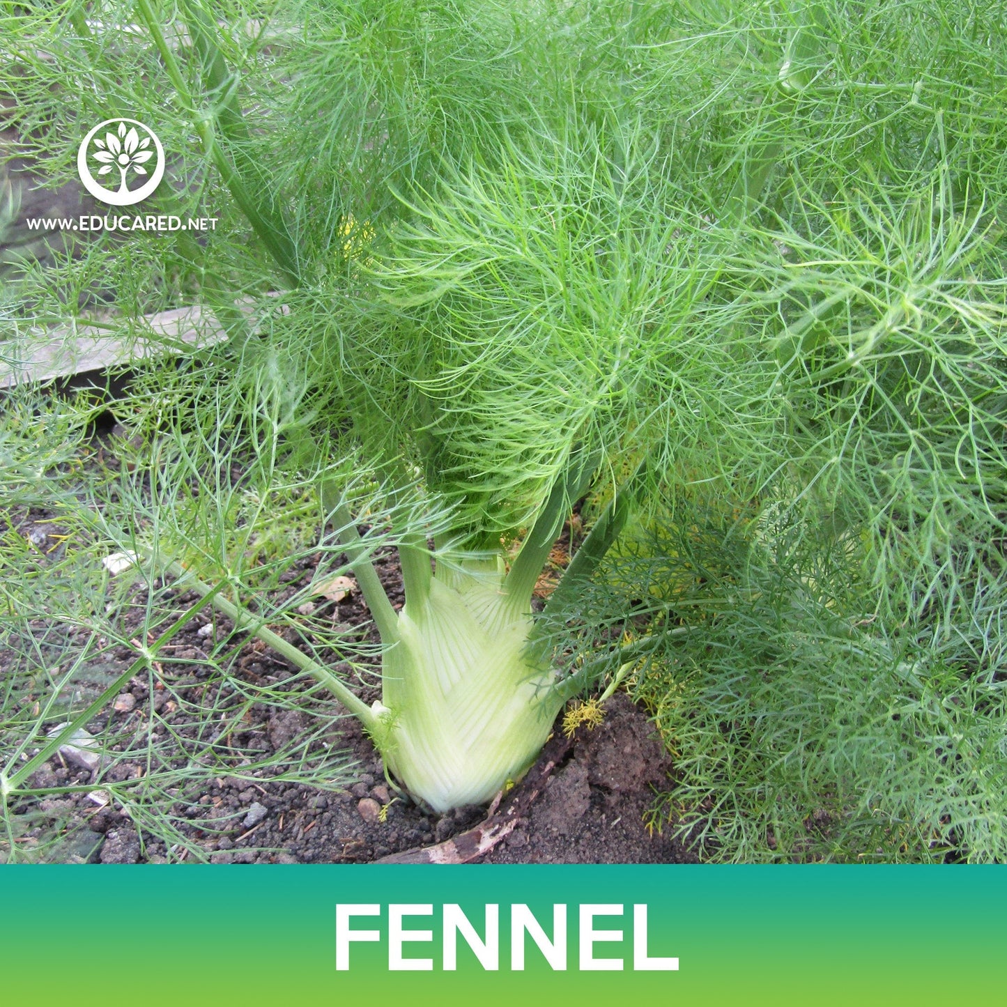 Fennel Seeds