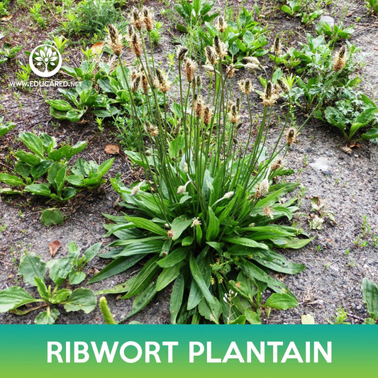 Ribwort Plantain Seeds, Plantago lanceolata