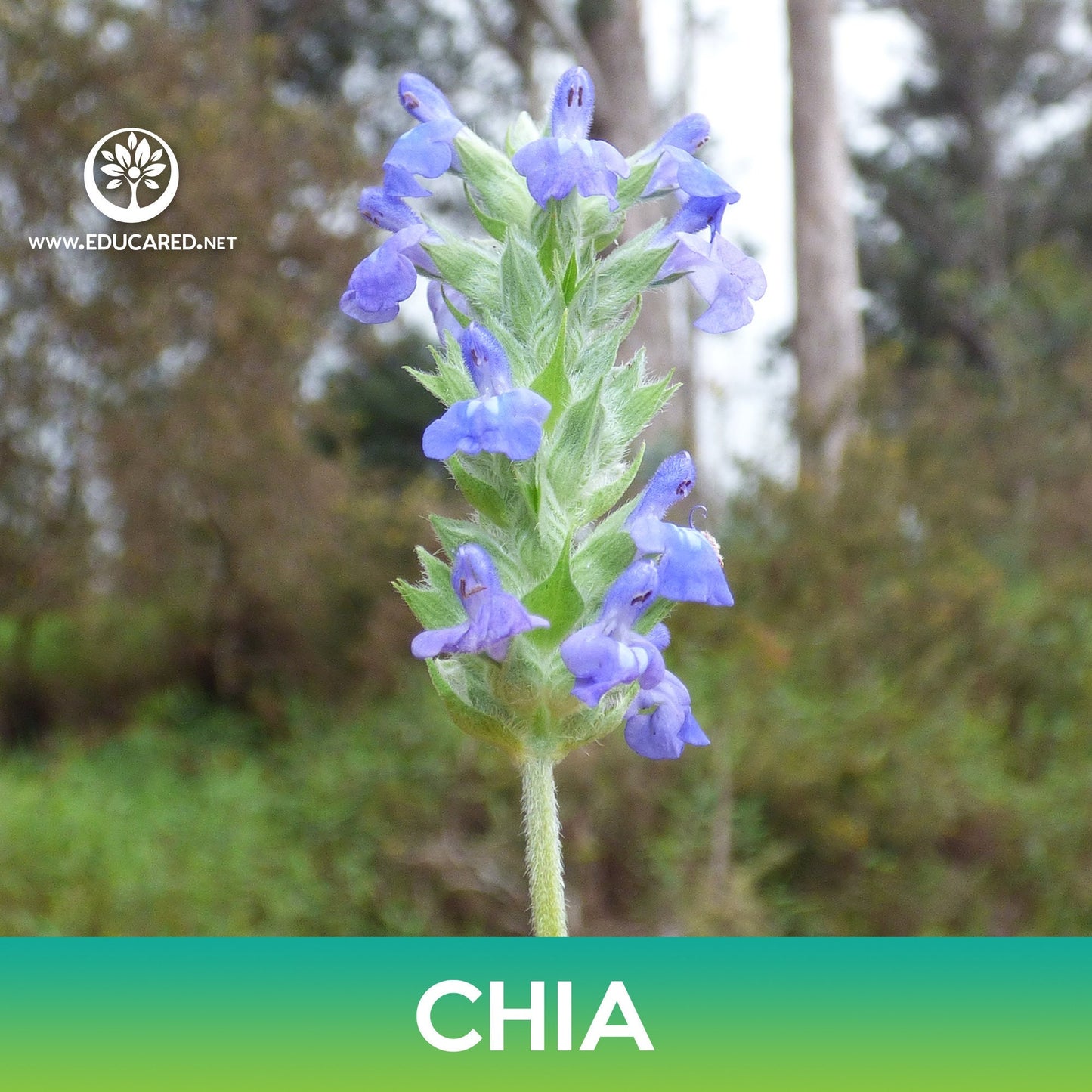 Chia Seeds, Salvia hispanica