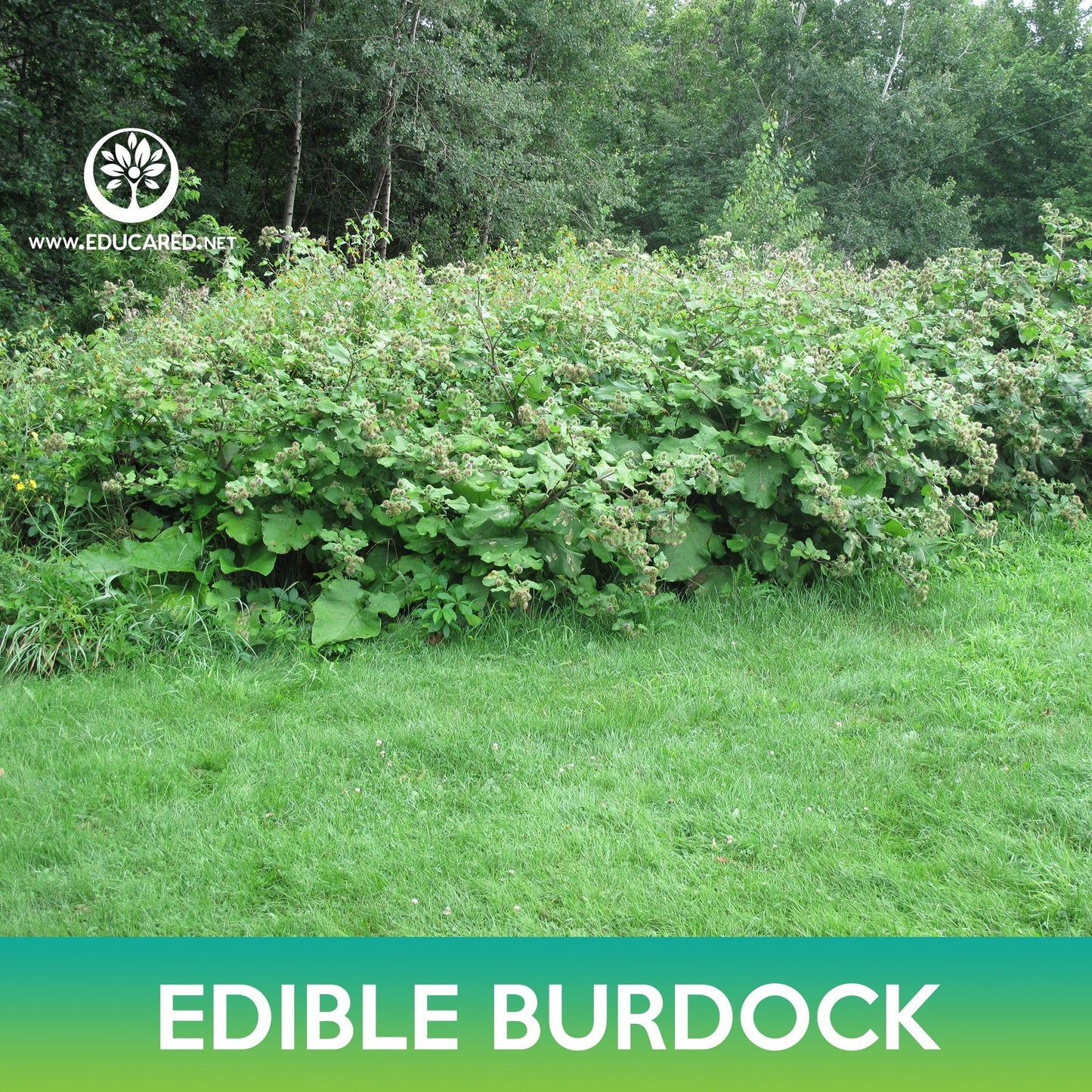 Edible Burdock Seeds, Arctium Lappa