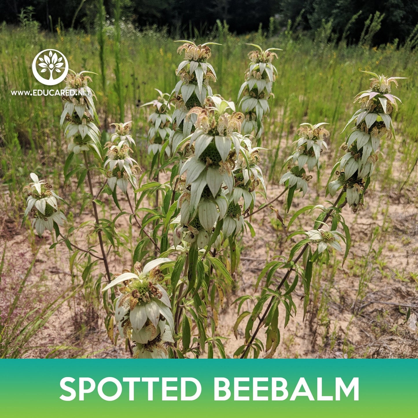 Spotted Beebalm Seeds, Monarda punctata