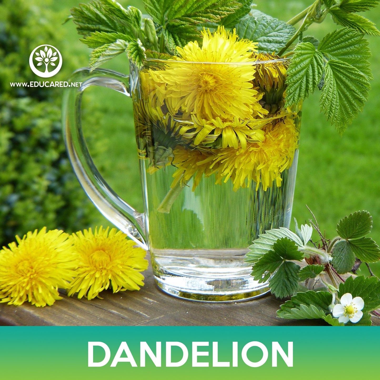 Dandelion Seeds, Taraxacum officinale