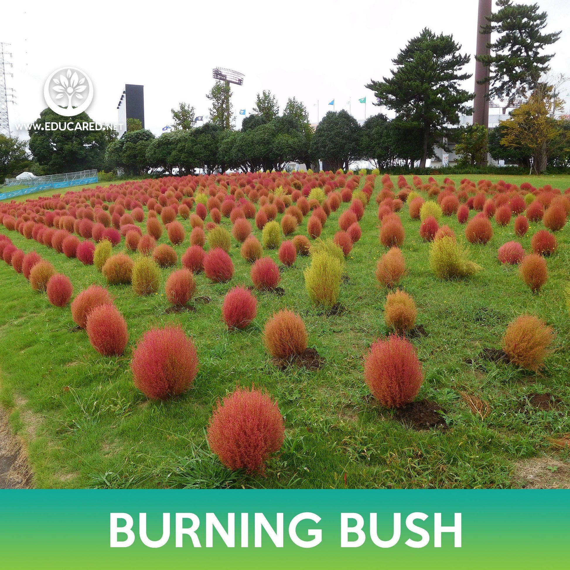 burning bush seeds planting Burning Bush Grass Seeds, Ragweed – Educared