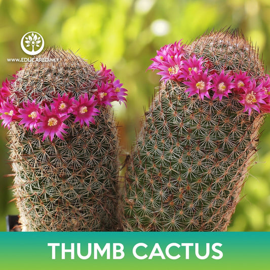 Thumb Cactus Seeds, Mammillaria matudae