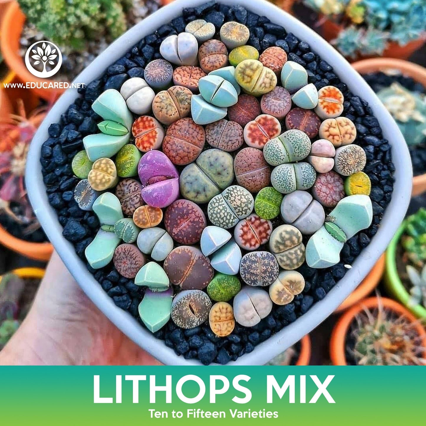 Lithops (Living Stones) Succulent Mix Seeds
