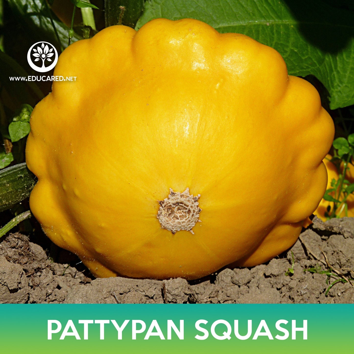 Pattypan Squash Seeds, Scallopini Squash