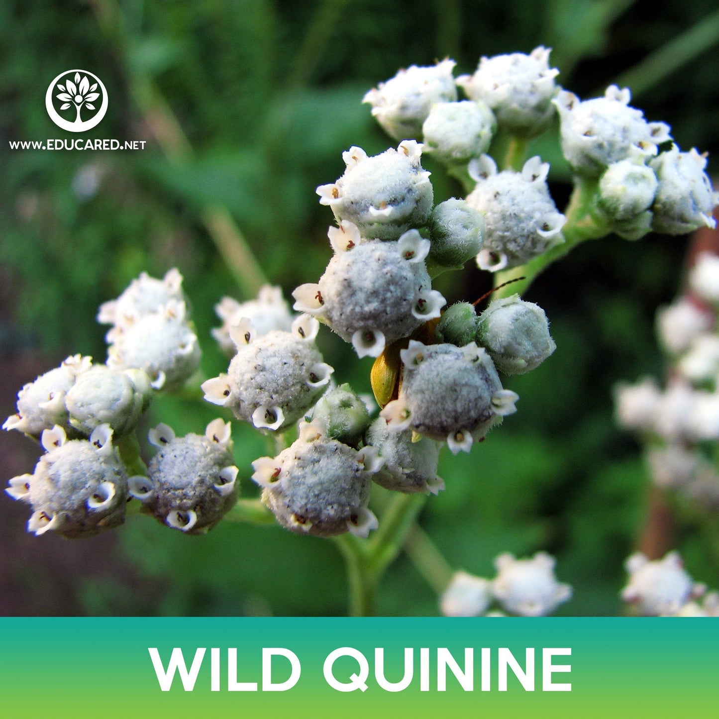 Wild Quinine Seeds, Parthenium integrifolium