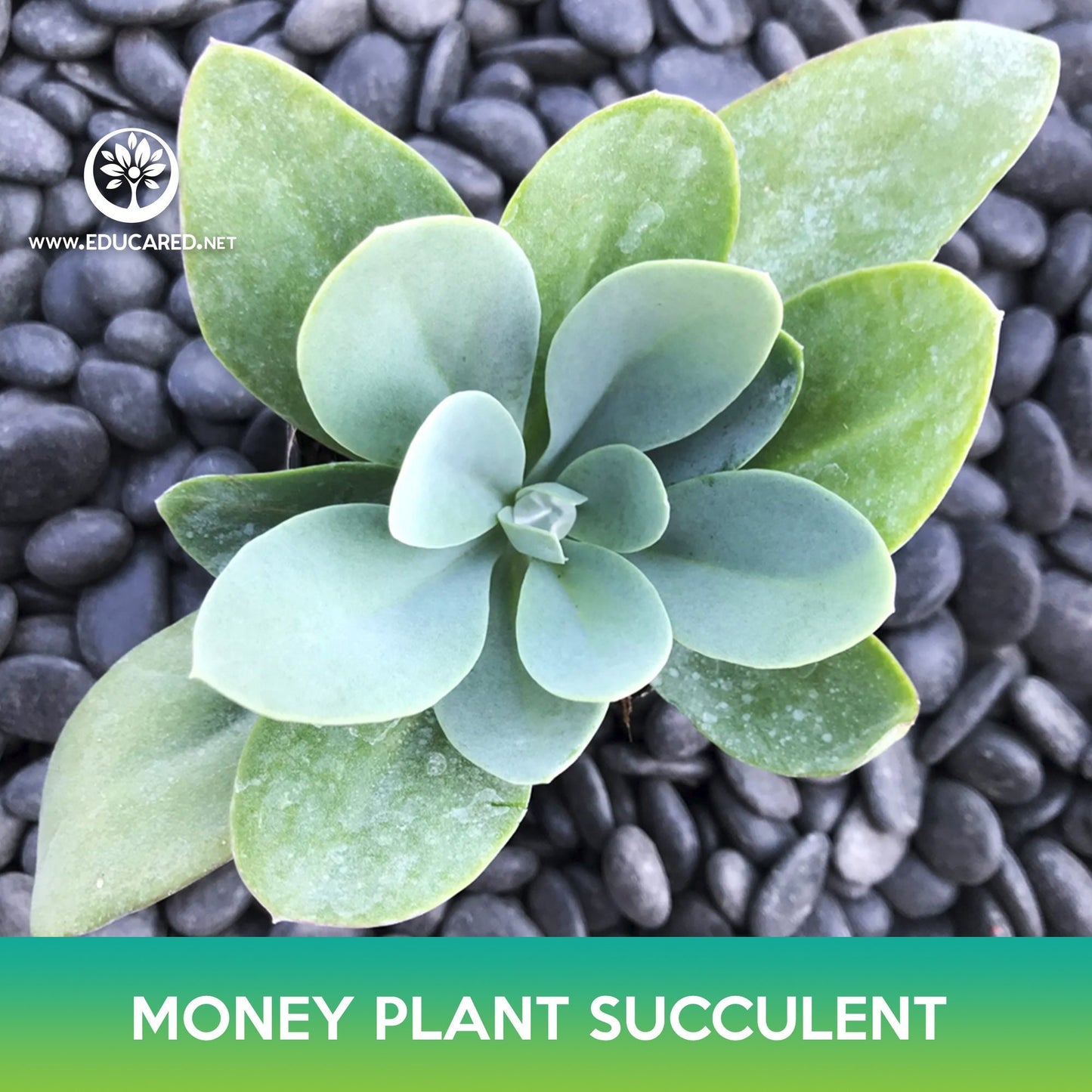 Money Plant Succulent Seeds, Crassula obvallata