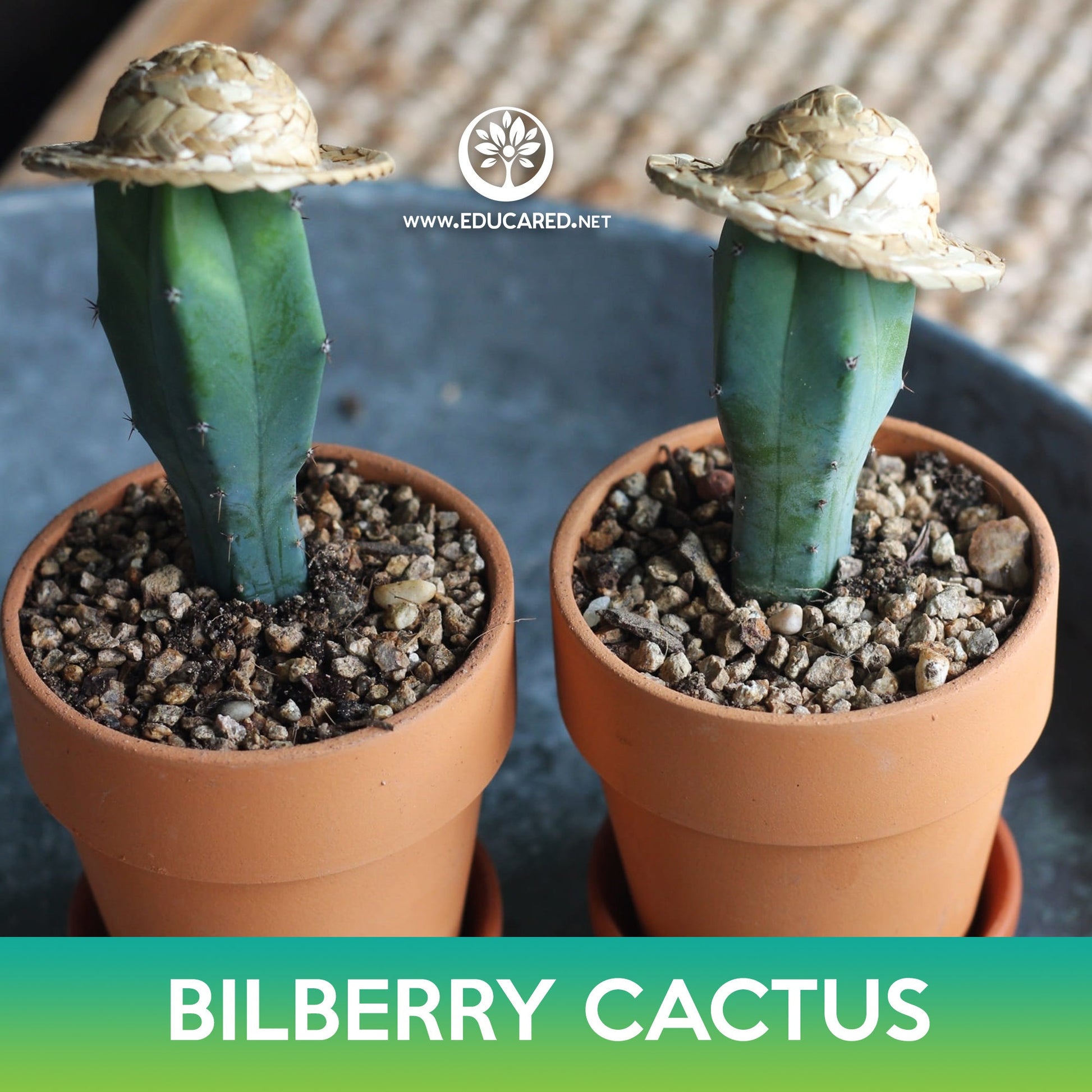 cactus plant seed Bilberry Cactus Seeds – Educared