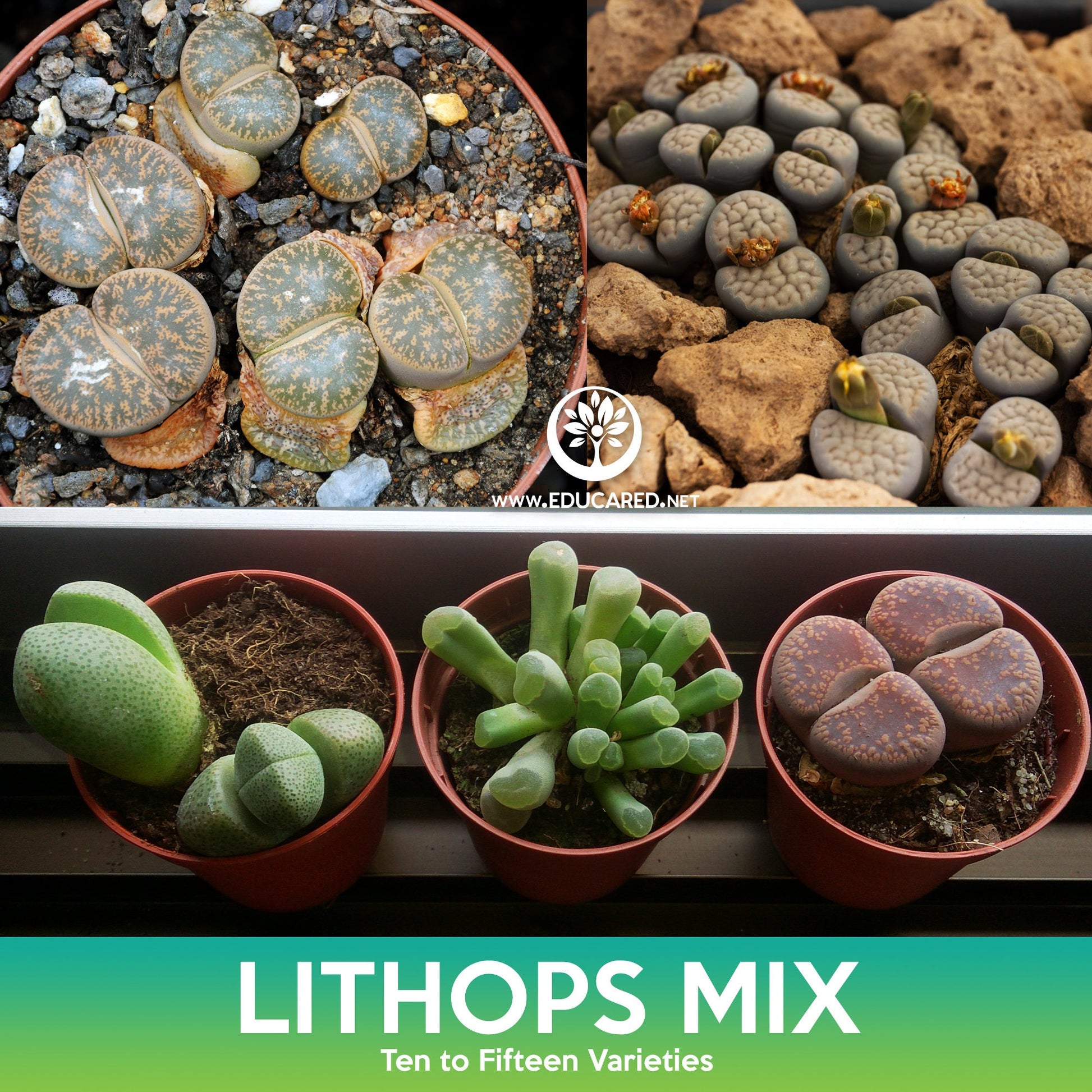 stone looking succulent Lithops (Living Stones) Succulent Mix Seeds – Educared