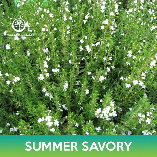 Summer Savory Seeds