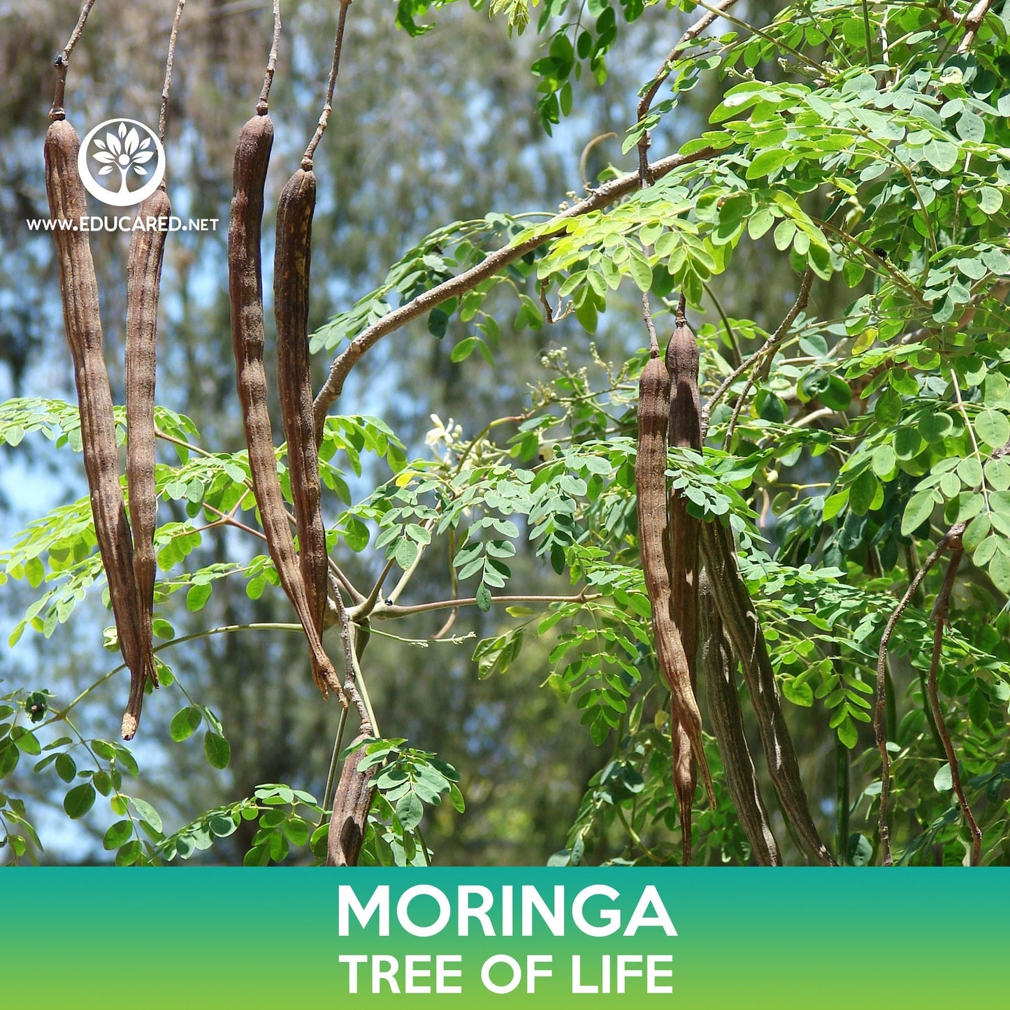 Moringa Seeds, Tree of Life