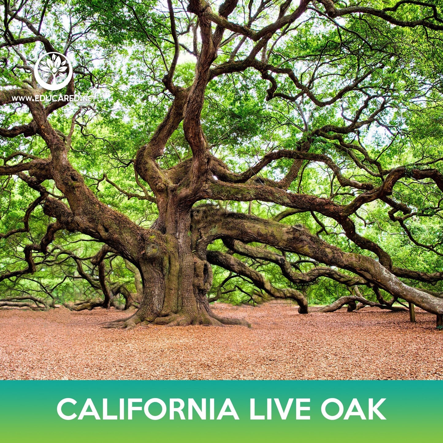 California live oak Seeds, Coast live oak, Quercus agrifolia Educared