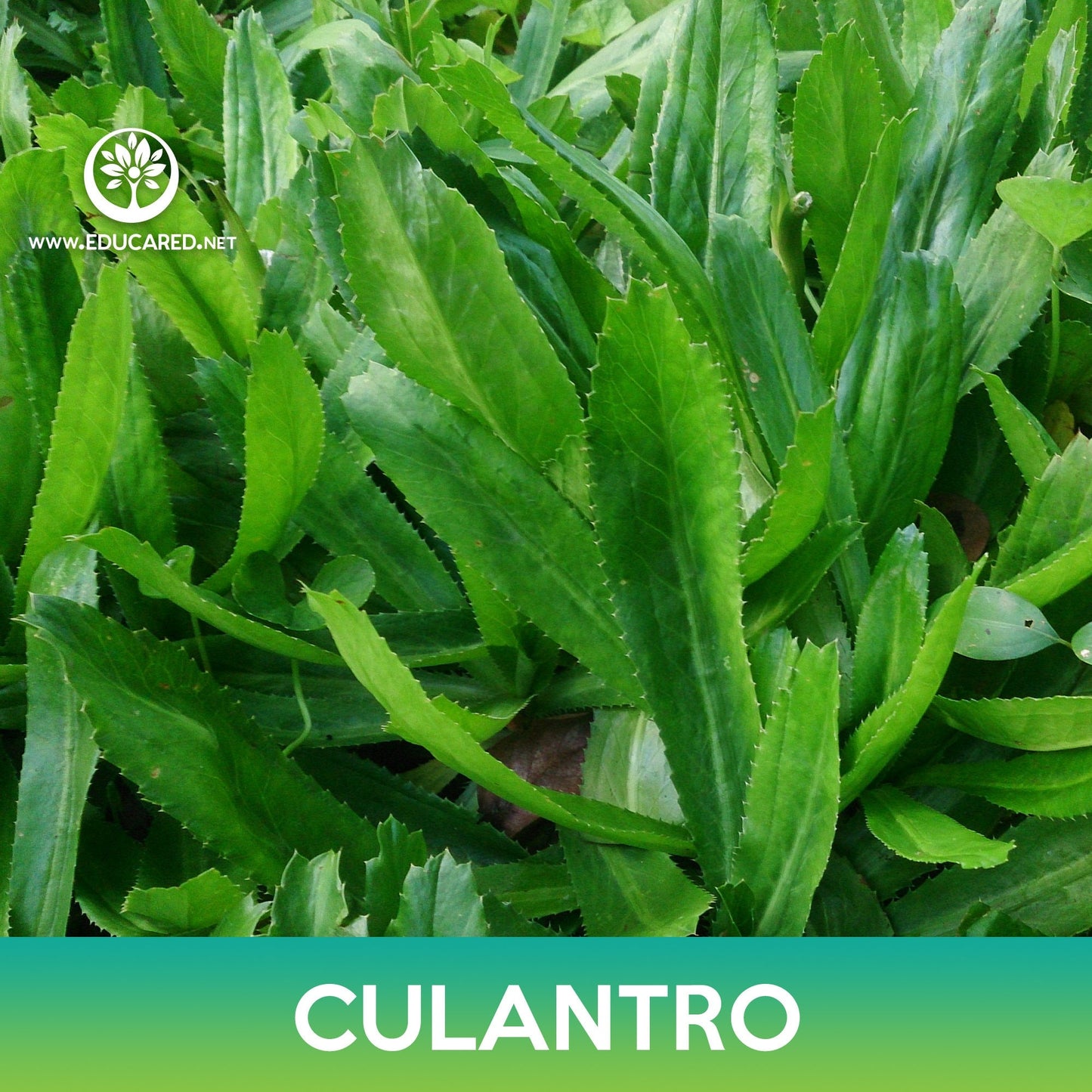 Culantro Seeds, False Coriander, Spiny Coriander, Eryngium foetidum