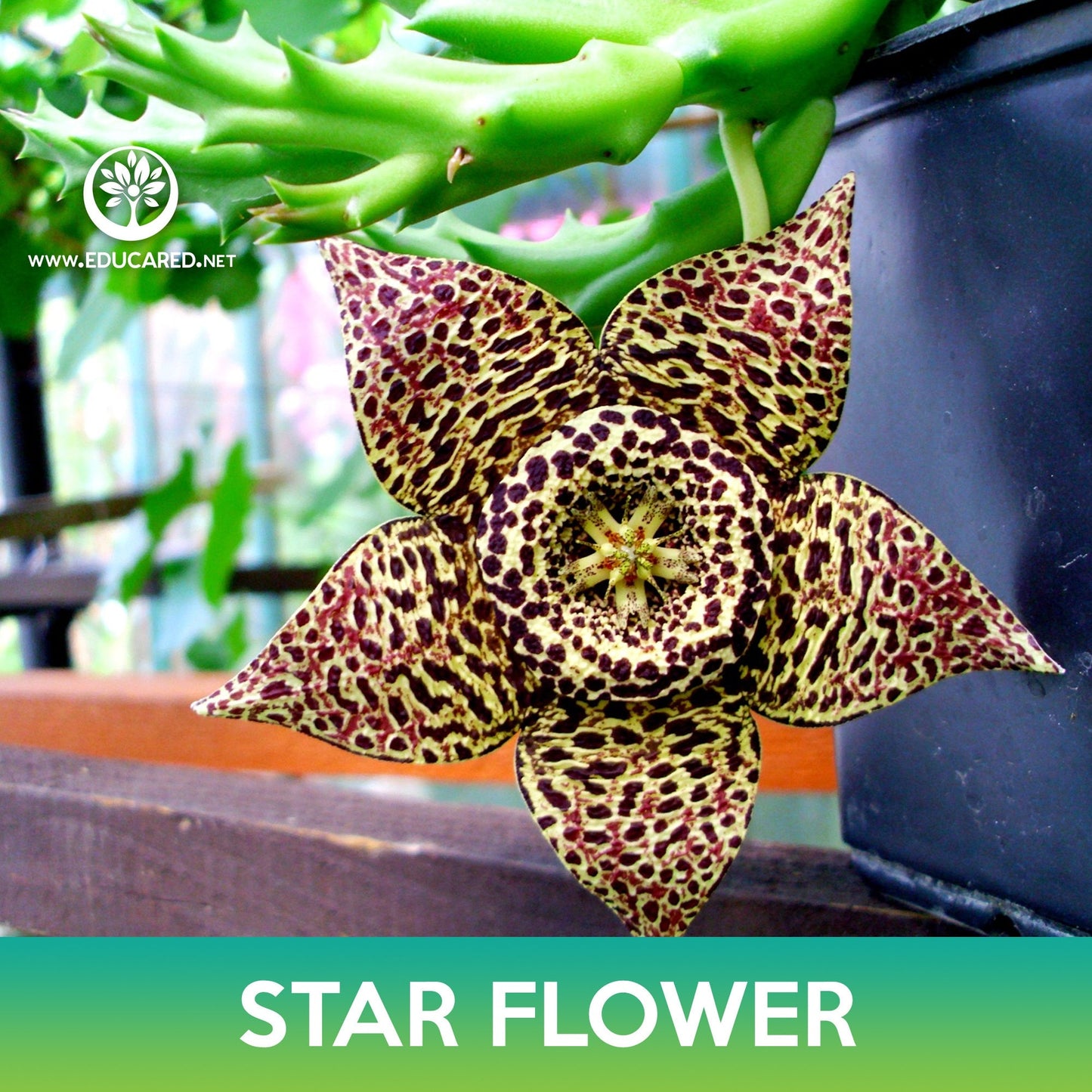 Star Flower Cactus Seeds, Orbea variegata