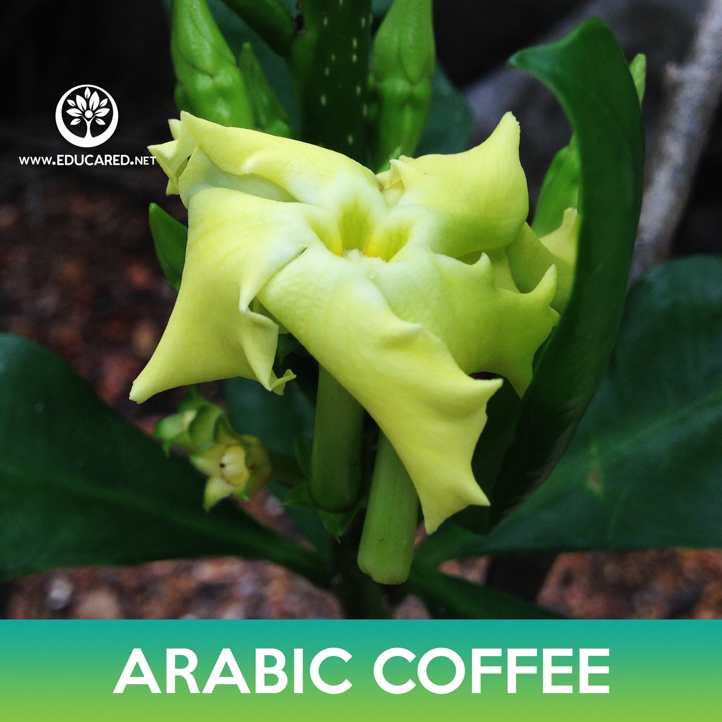 Arabic Coffee Tree Seeds