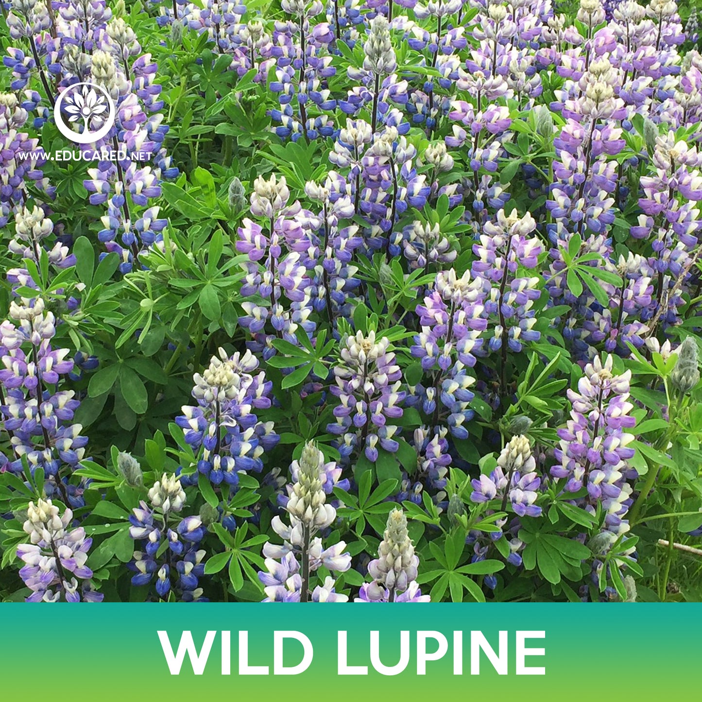 Wild Lupine Flower Seeds, Lupinus Perennis