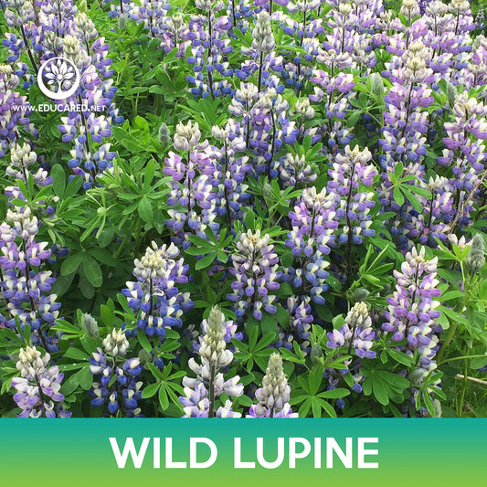 Wild Lupine Flower Seeds