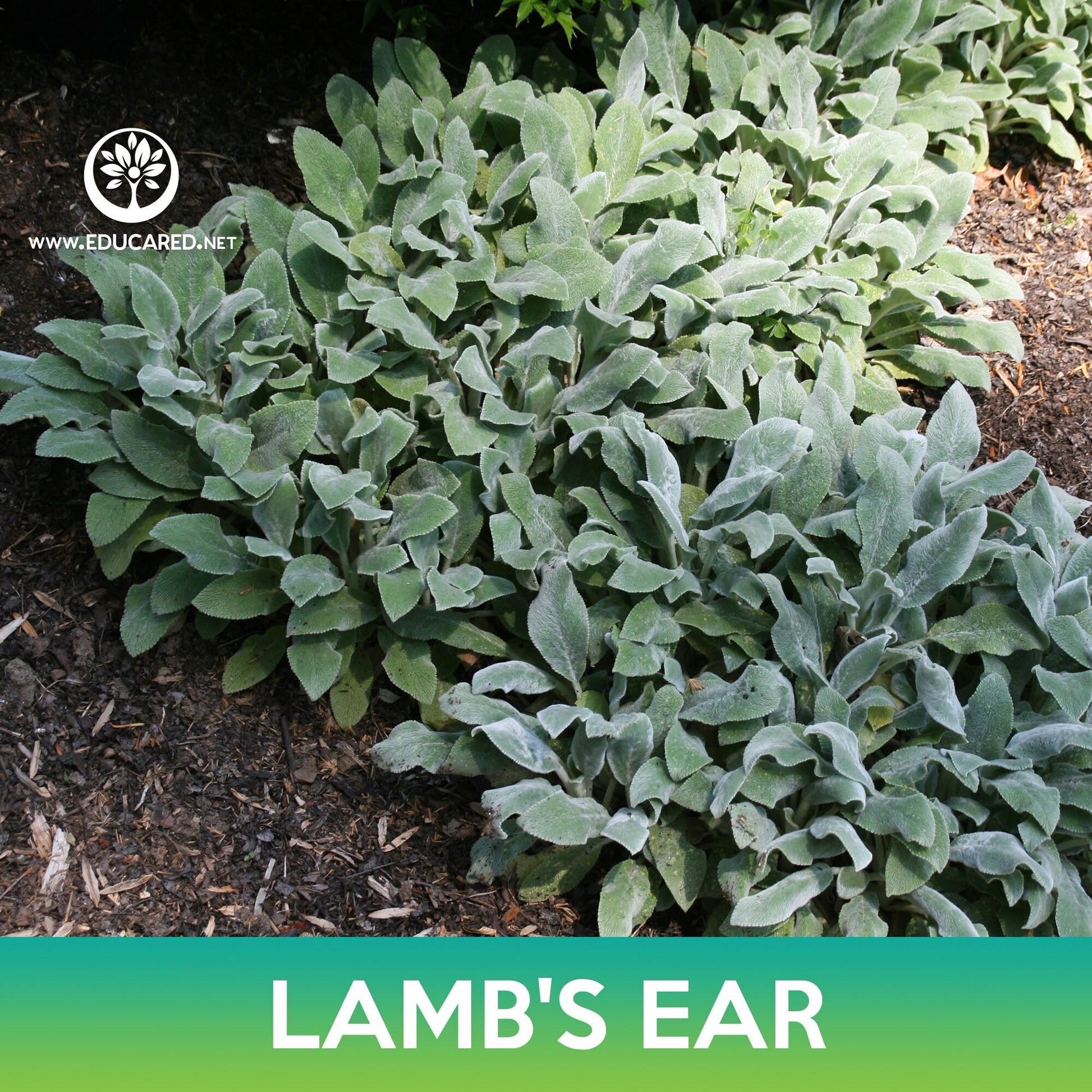 lambs ear plant seeds Lamb's Ear Seeds – Educared