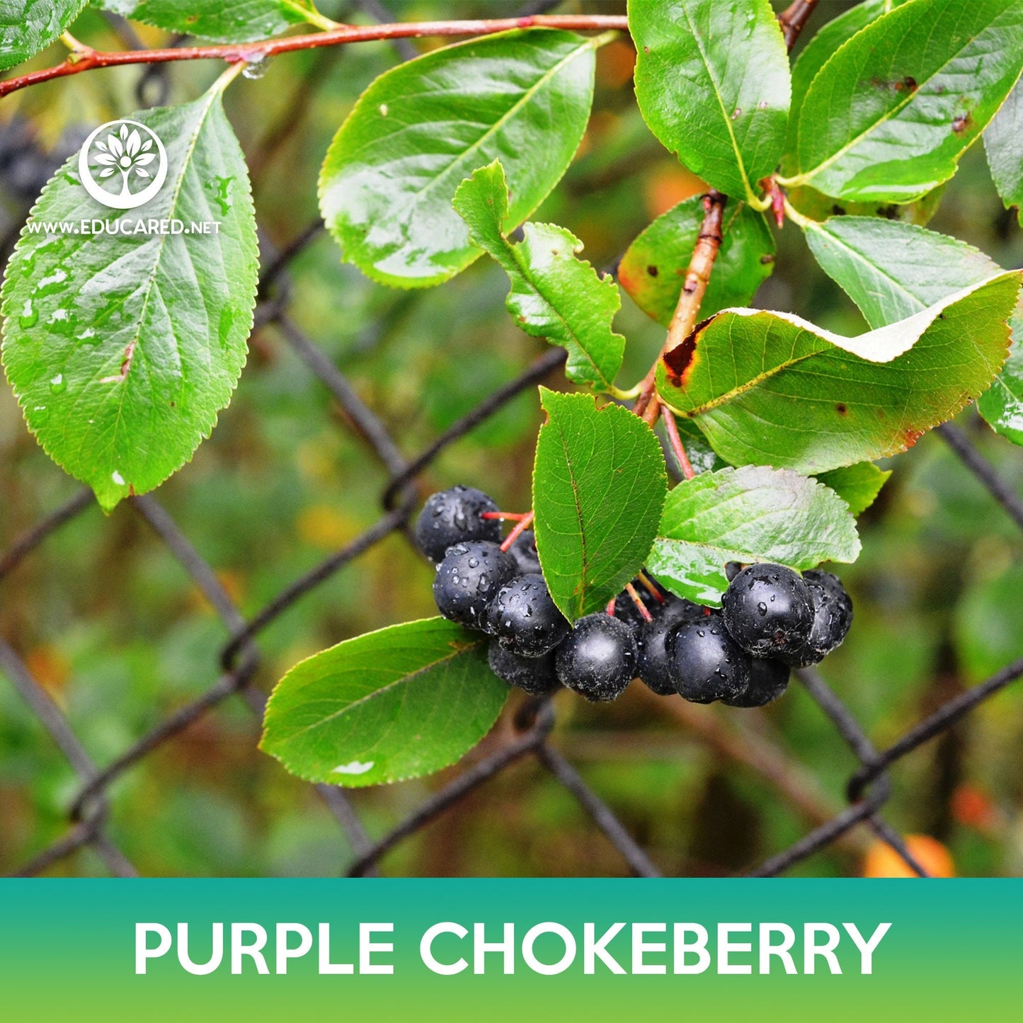 Purple Chokeberry Seeds, Aronia prunifolia