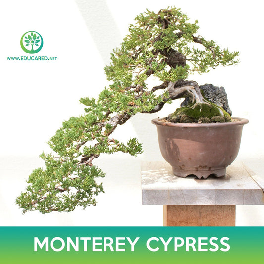 Monterey Cypress Seeds, Cupressus macrocarpa, Hesperocyparis macrocarpa