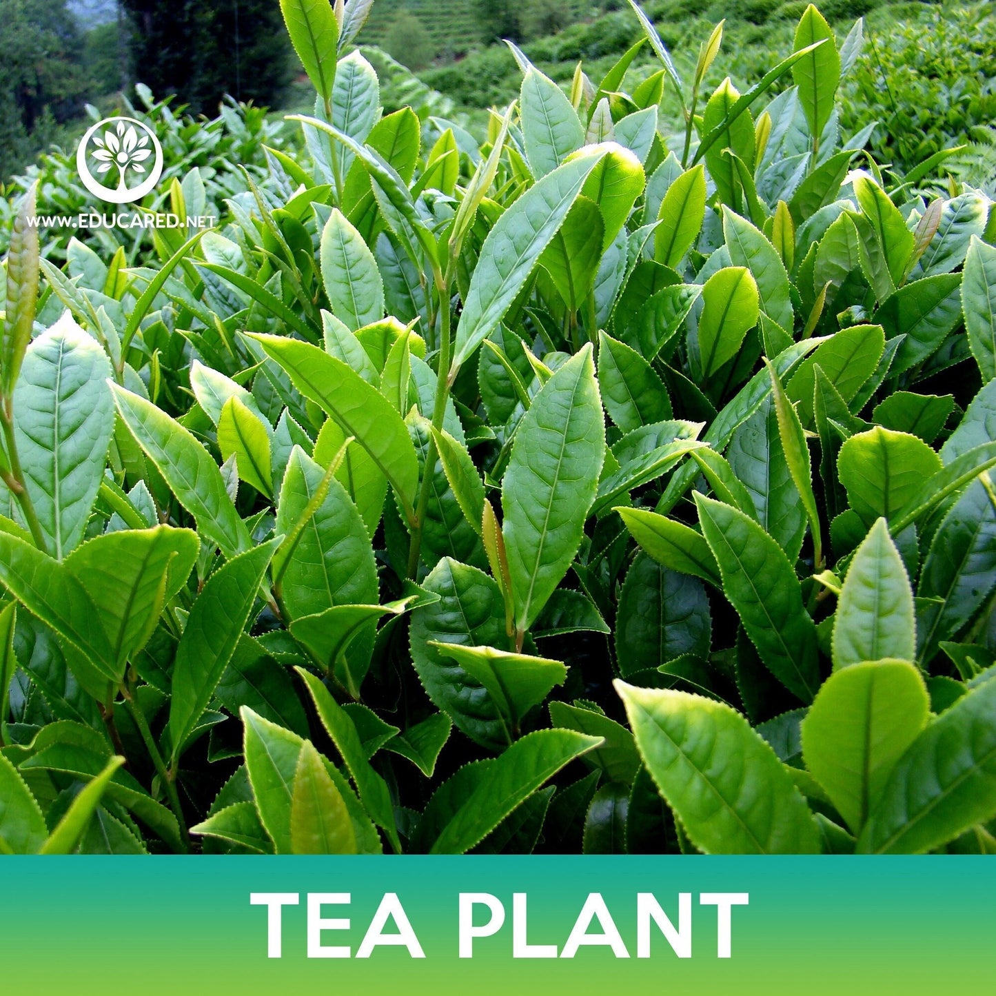 Tea Plant Seeds, Camellia sinensis