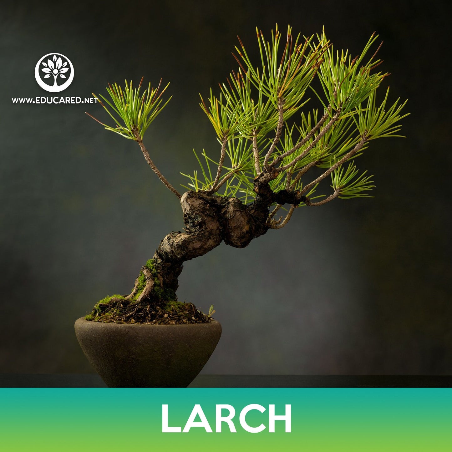 Larch Seed