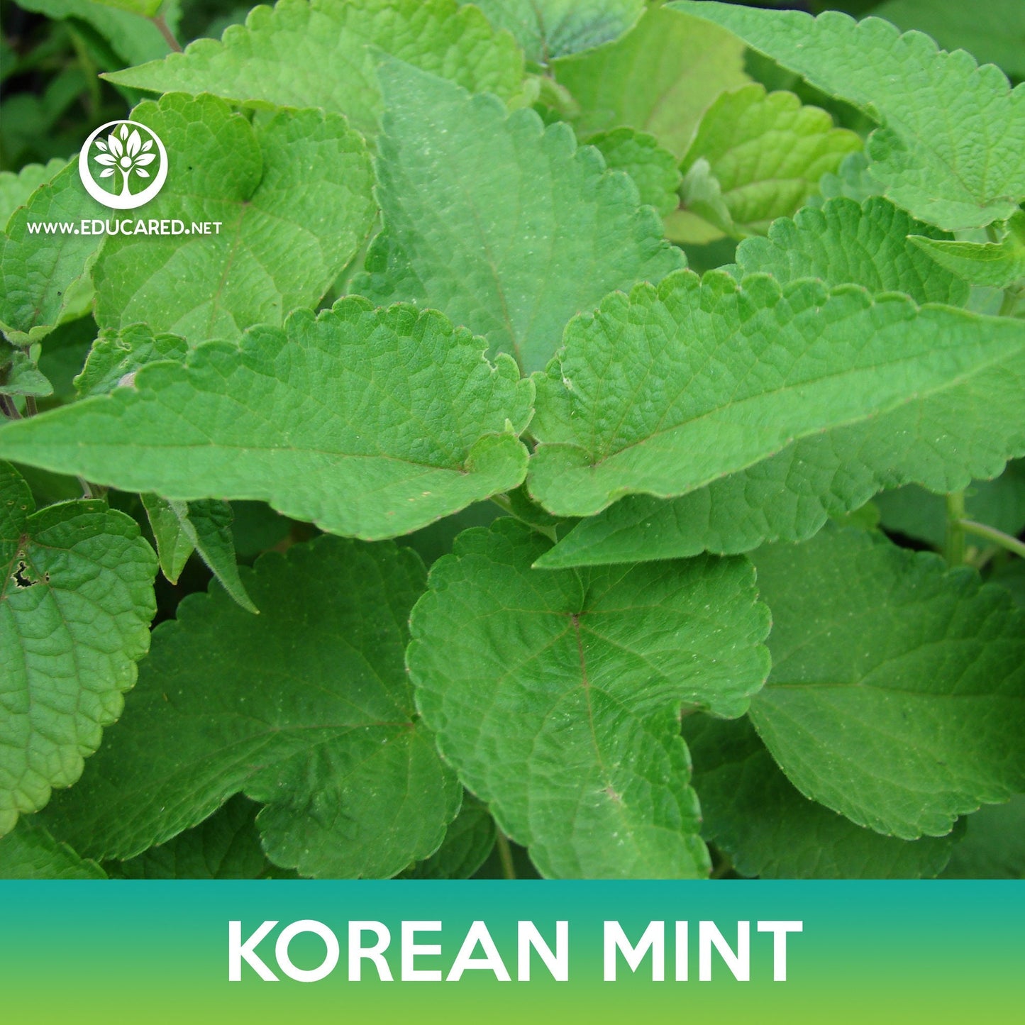 Korean Mint Seeds, Purple Giant Hyssop, Agastache rugosa