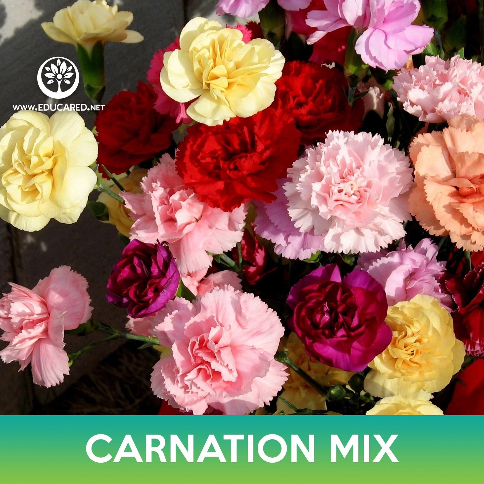 where are the seeds in a carnation flower Carnation Flower Mix Seeds – Educared