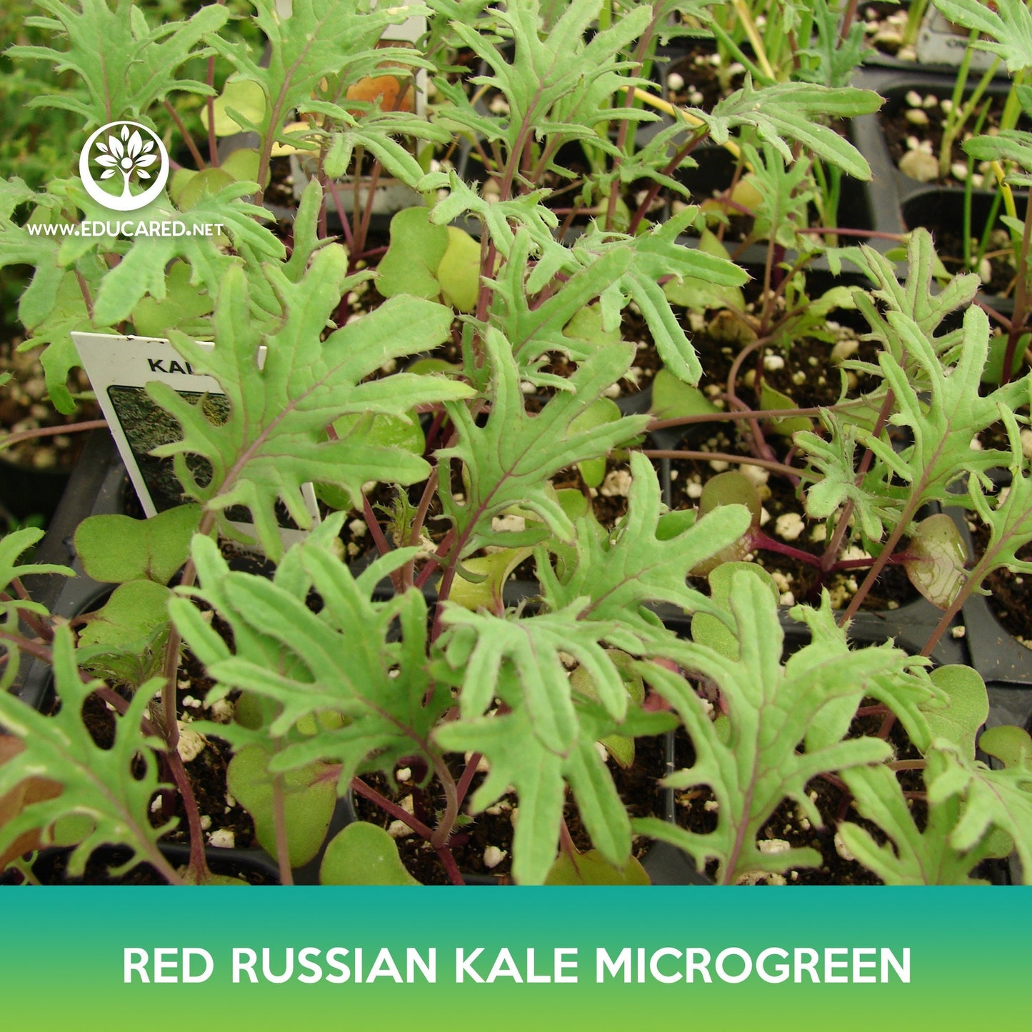 Red Russian Kale Microgreen Seeds