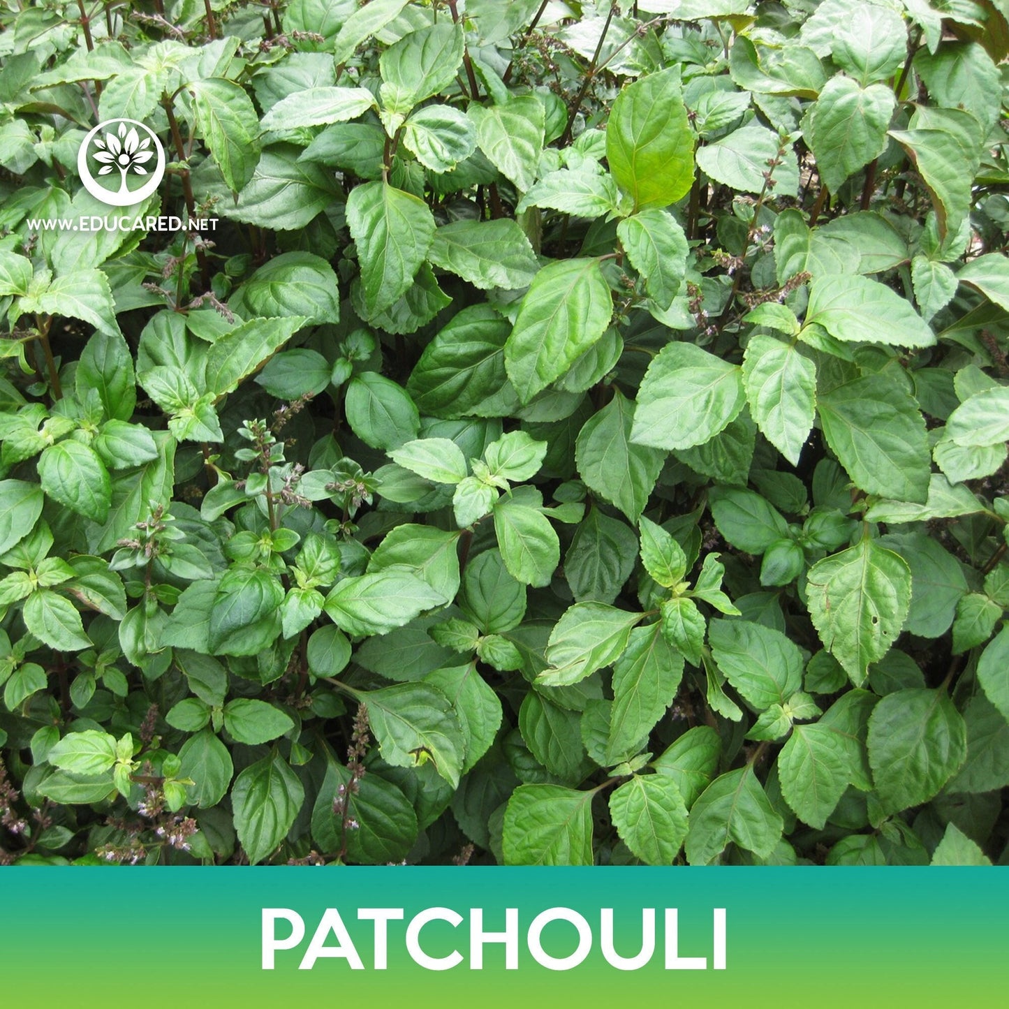 Patchouli Seeds, Pogostemon cablin
