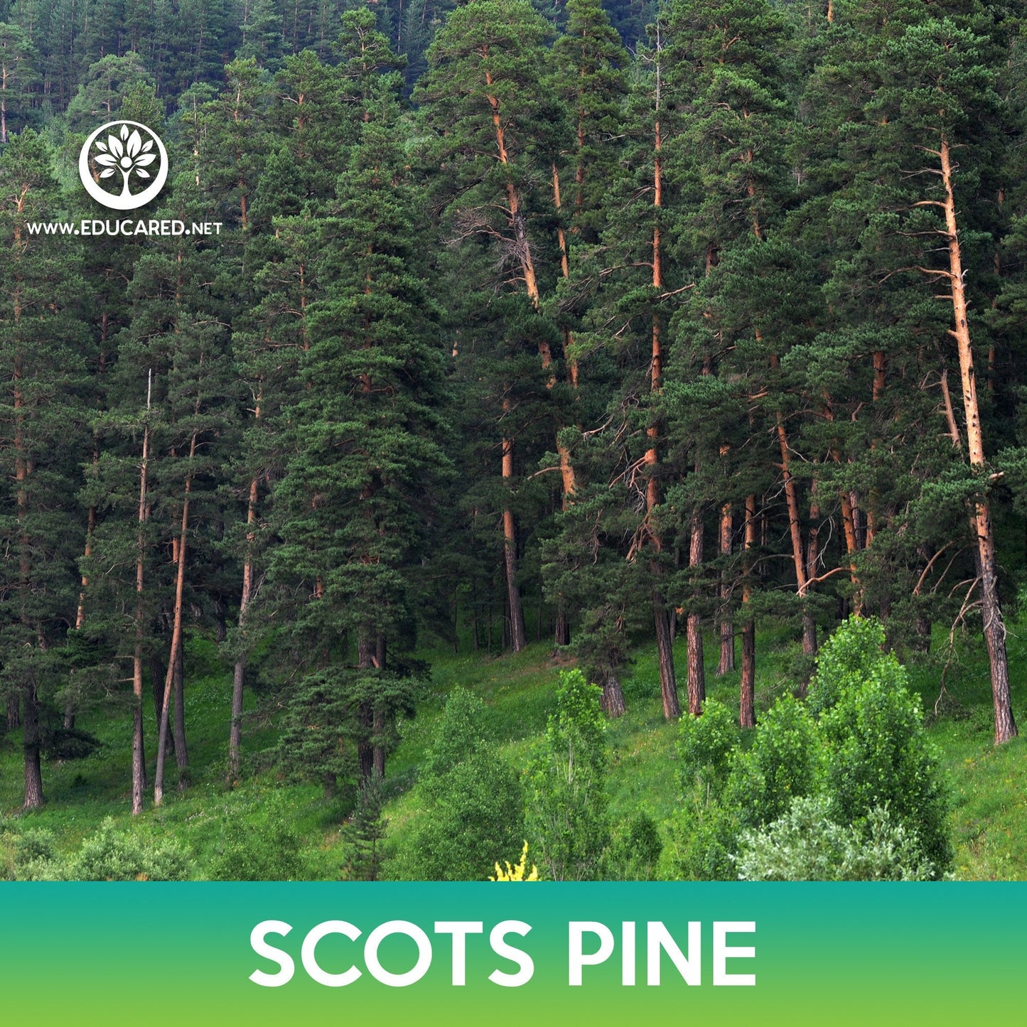Scots Pine Seeds, Pinus sylvestris Scotland