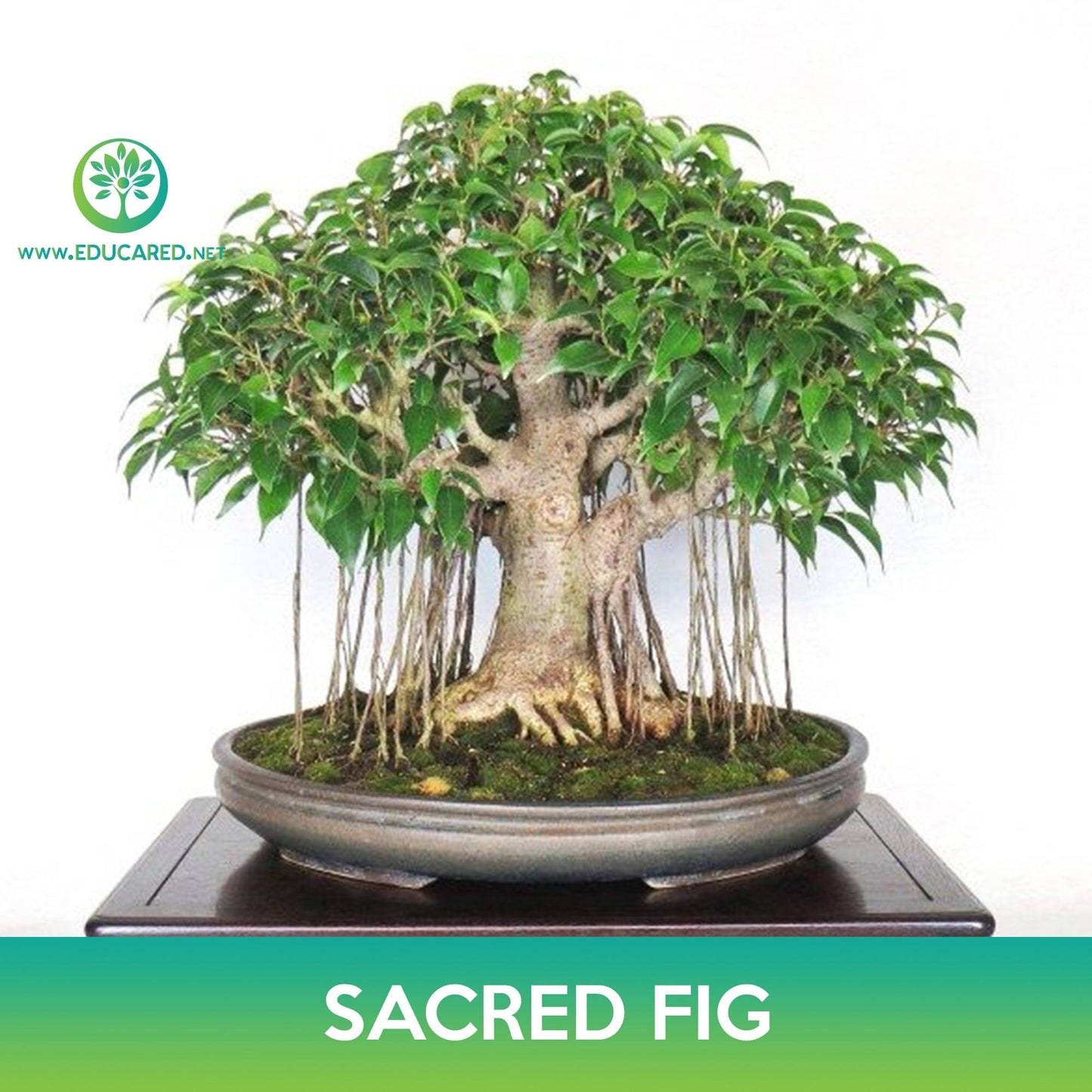Sacred Fig Seed