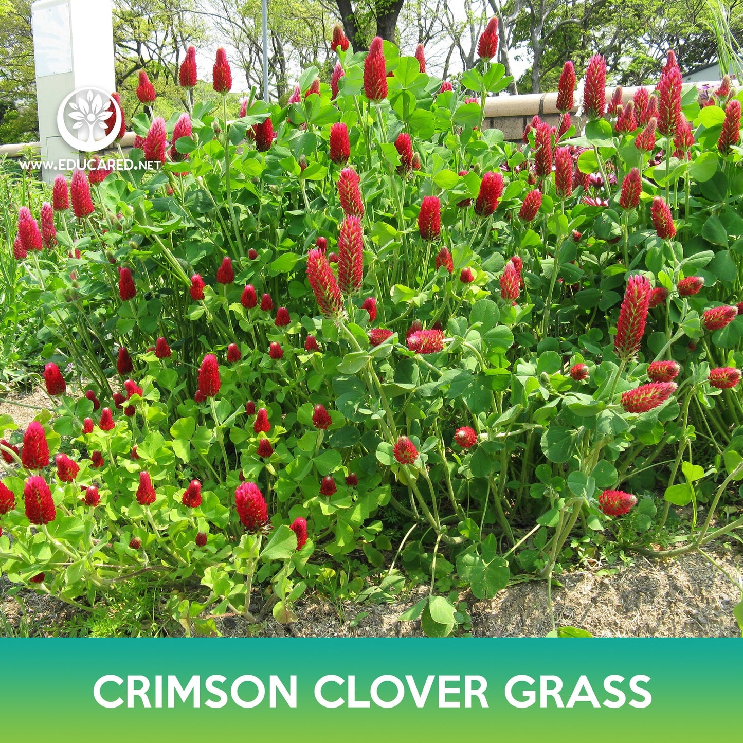 Crimson Clover Grass Seeds