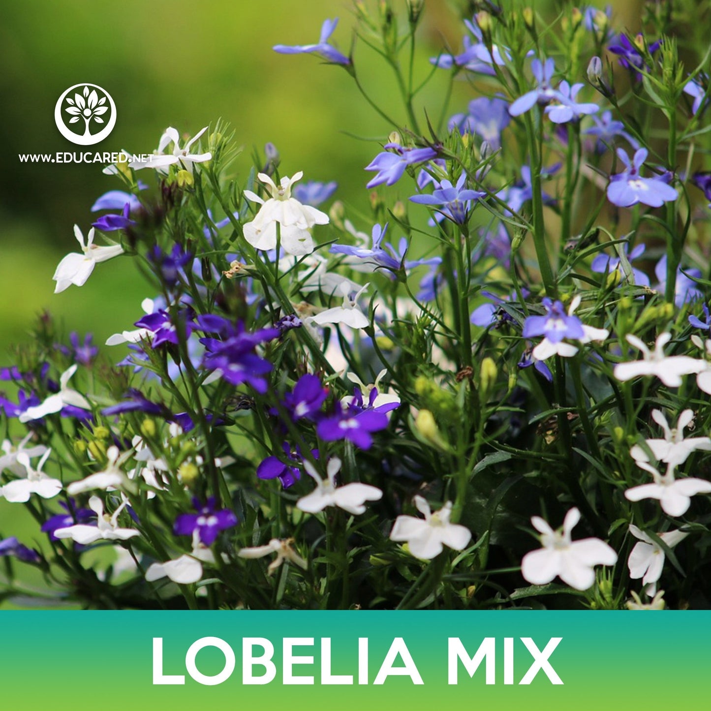 Lobelia Flower Mix Seeds, Lobelia Erinus