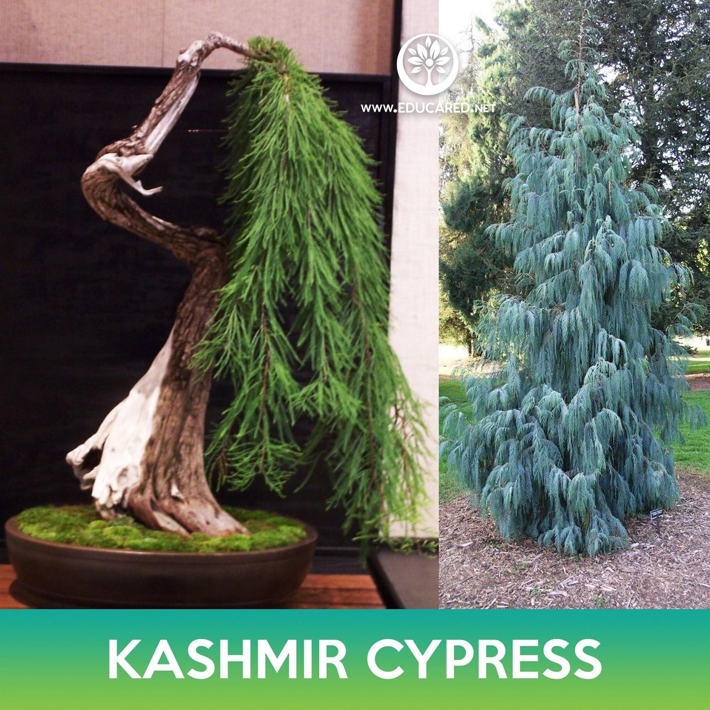 Kashmir Cypress Seeds, Weeping Cypress, Cupressus cashmeriana
