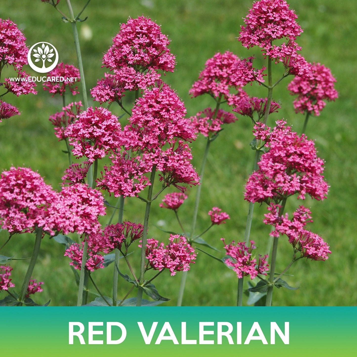 Red Valerian Flower Seeds, Jupiter's Beard, Centranthus ruber