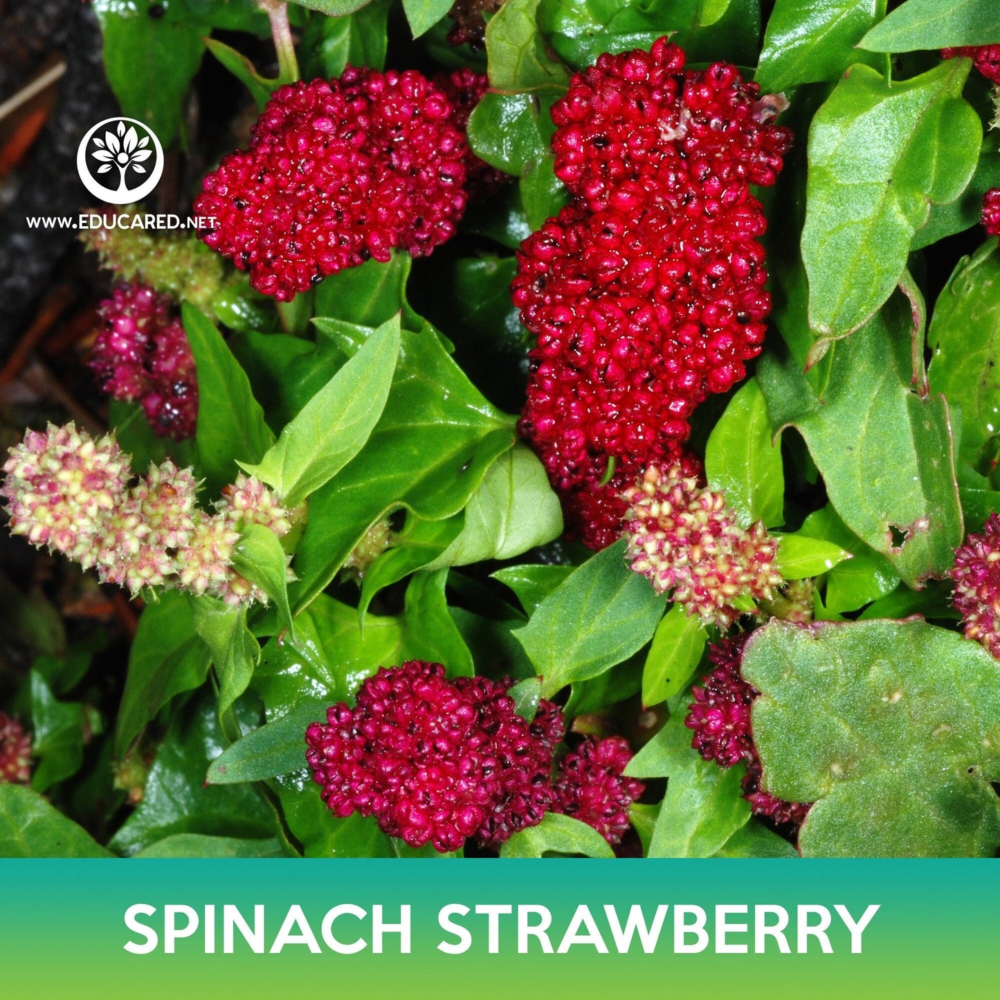 Spinach Strawberry Seeds, Chenopodium capitatum