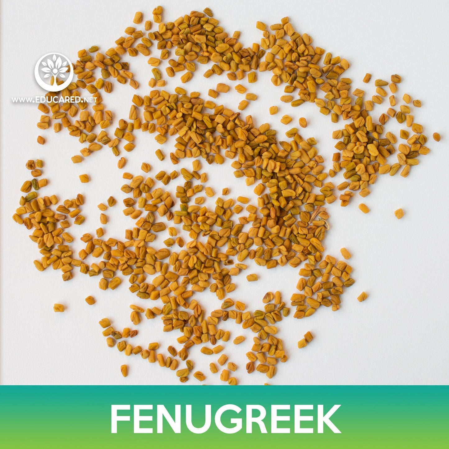 Fenugreek Seeds, Trigonella foenum-graecum