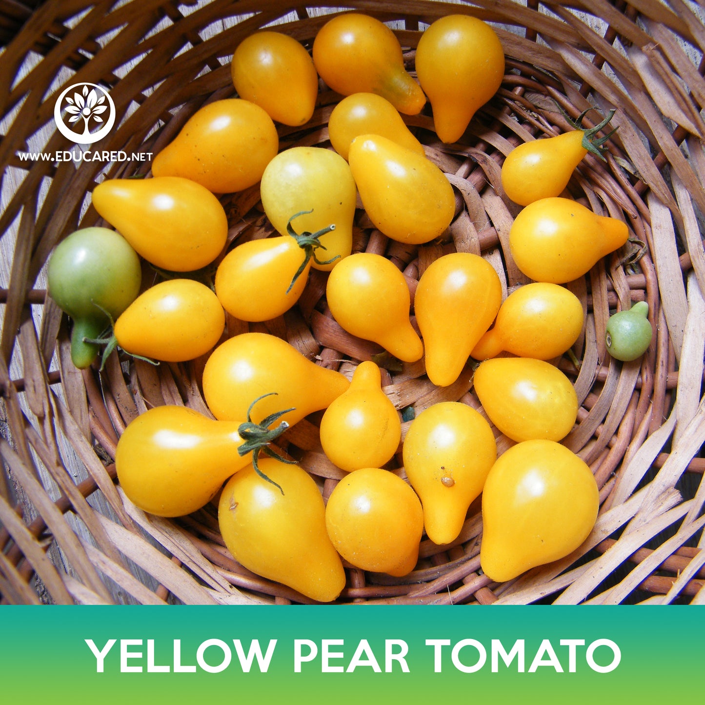 Yellow Pear Tomato Seed