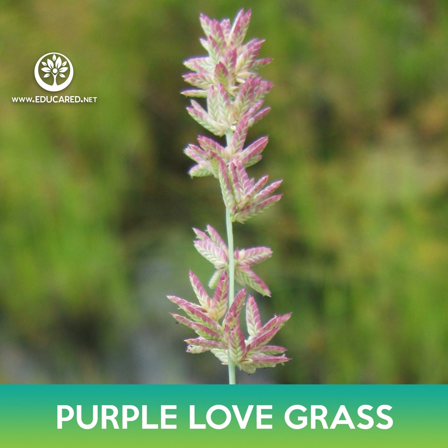 Love Purple Grass Seeds, Eragrostis spectabilis