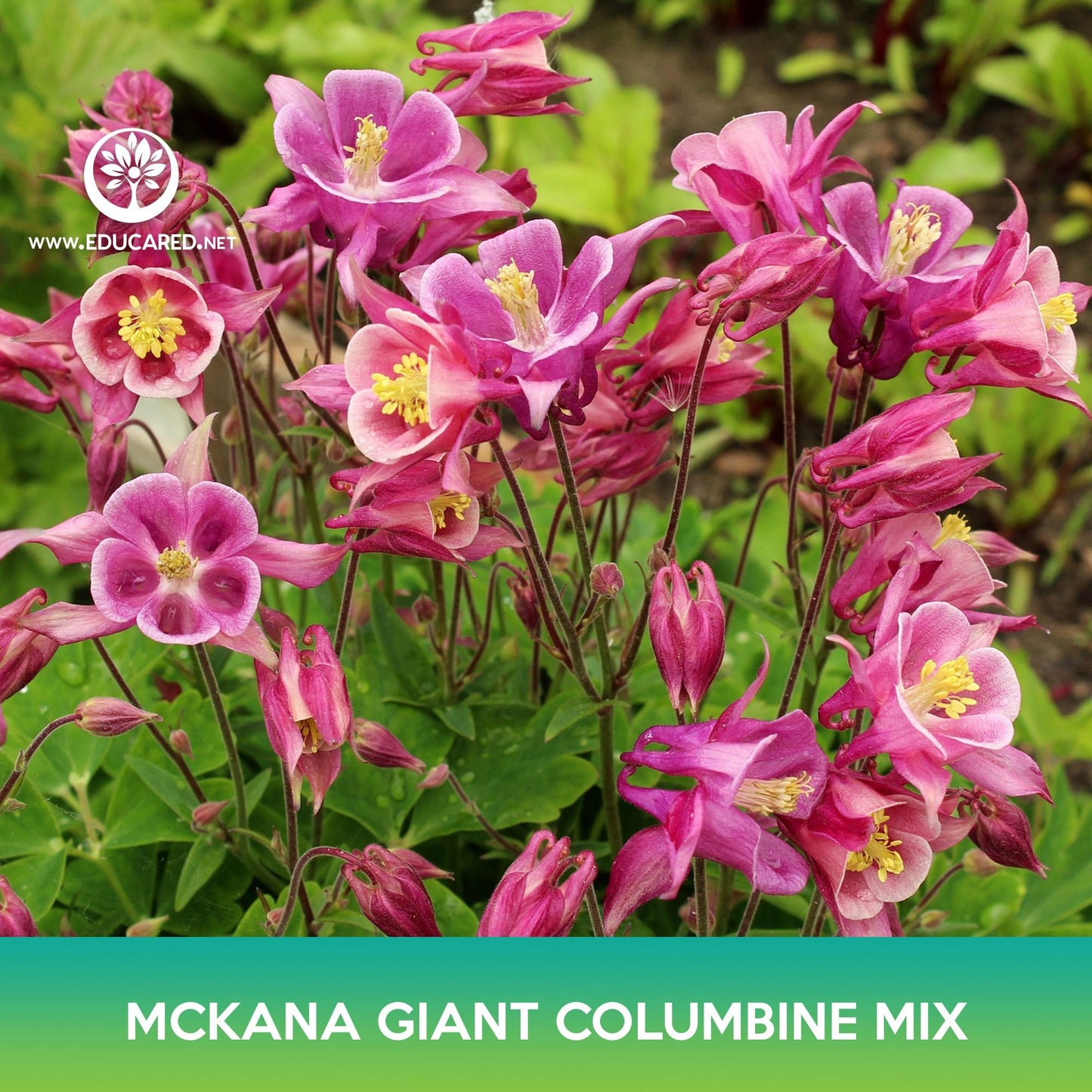 Mckana Giant Columbine Mix Seeds, Aquilegia hybrida