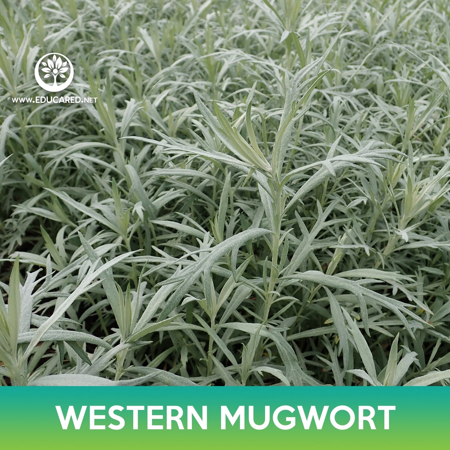 Western Mugwort Seeds, Prairie Sage, Artemisia ludoviciana