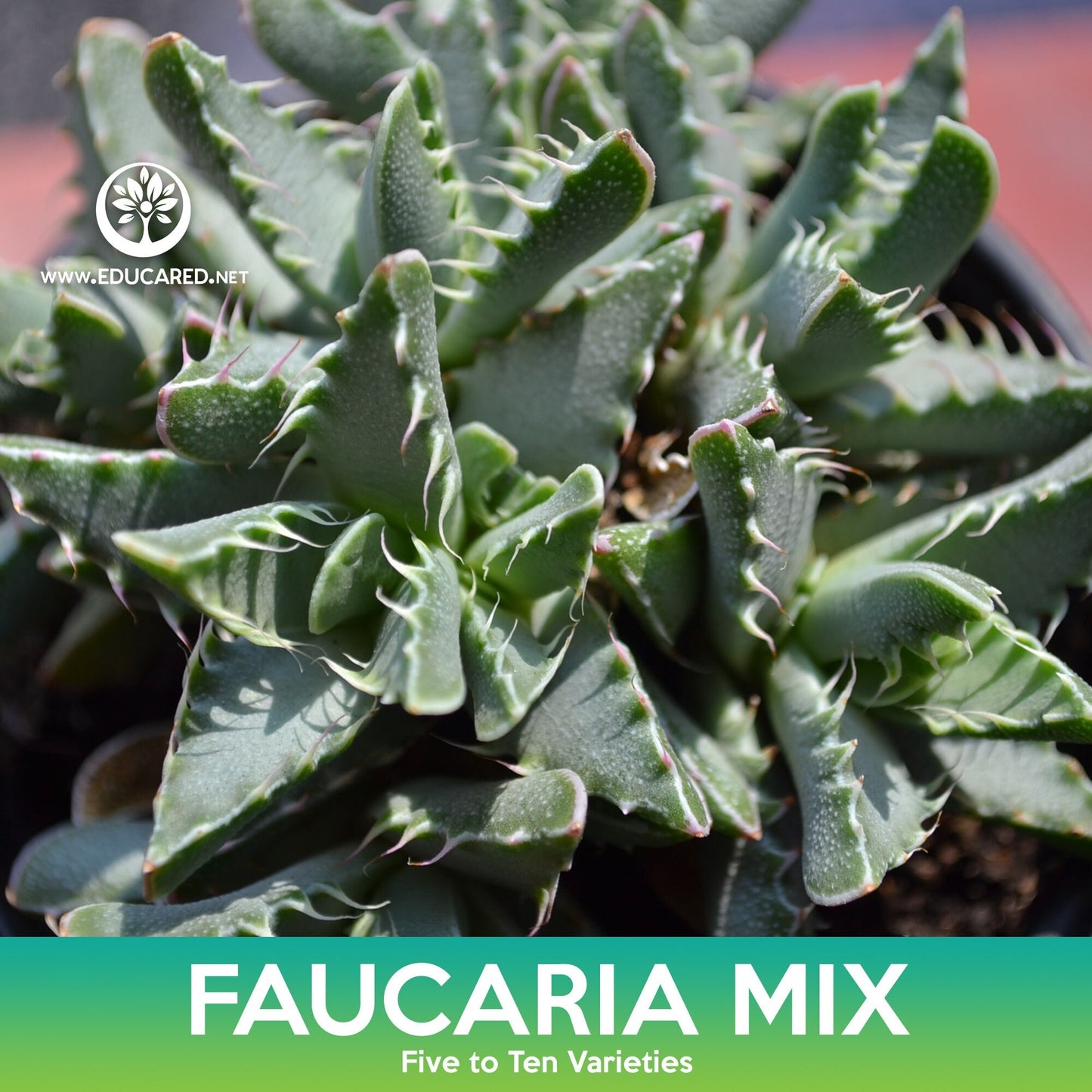 Faucaria Succulent Mix Seeds