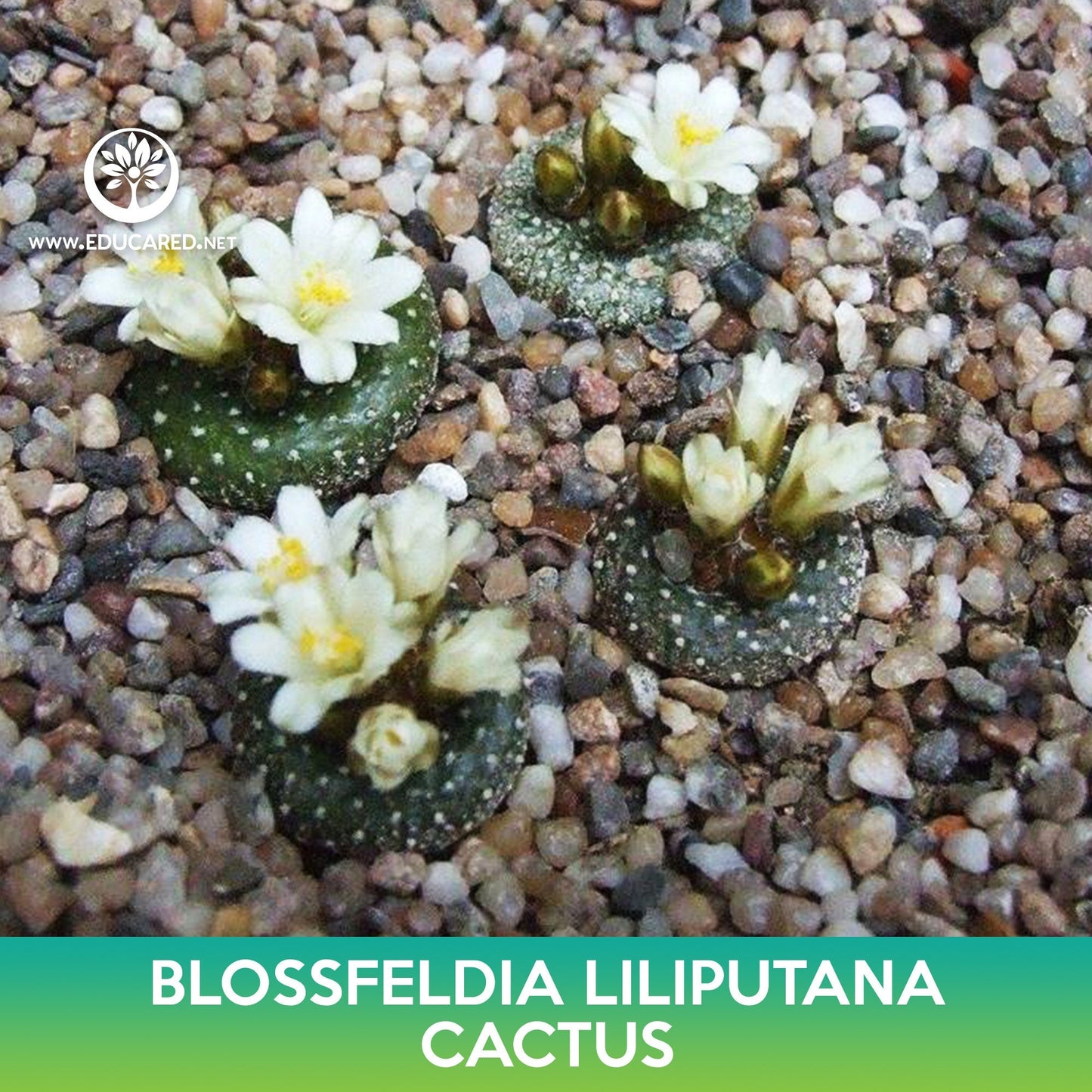 Blossfeldia liliputana Cactus Seeds