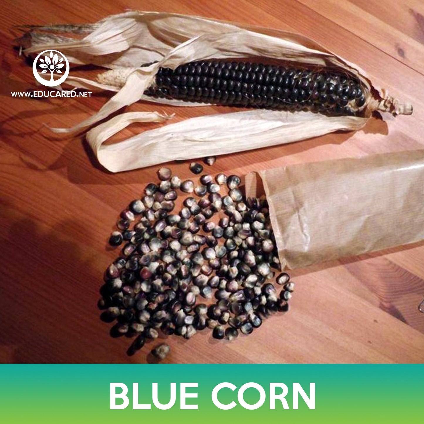 Blue Corn Seeds, Zea mays